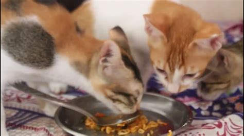 rescued kitten s first time trying noodle food you won t believe her reaction ep 16 youtube