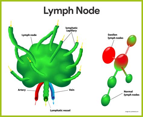 Simple Lymph Node Diagram