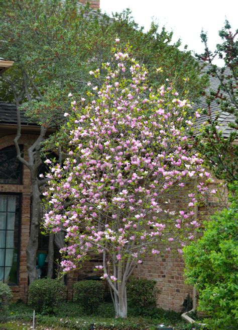 Fragrant flowering trees in texas. Flowering Trees in Texas - Plant Now - An Overview - Lee ...