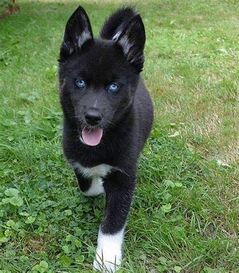 Black German Shepherd Blue Eyes Adopt A Turtle