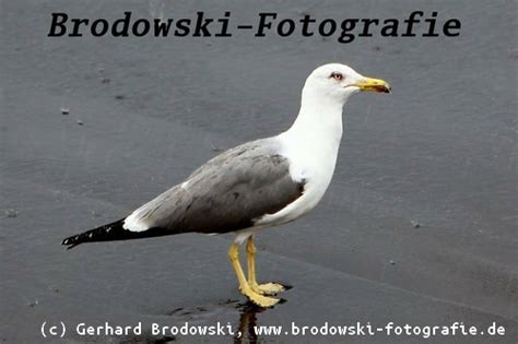 Wann ist die brutzeit der rabenkrähe? Möwenarten - Beobachtungen, Bilder zum bestimmen, Referate