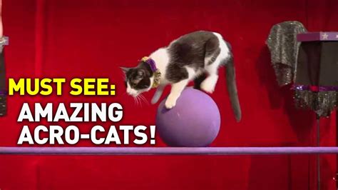 purr fect performance watch the amazing acro cats youtube