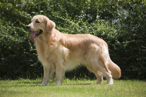 The Ultimate Guide To Golden Retrievers Everything You Need To Know