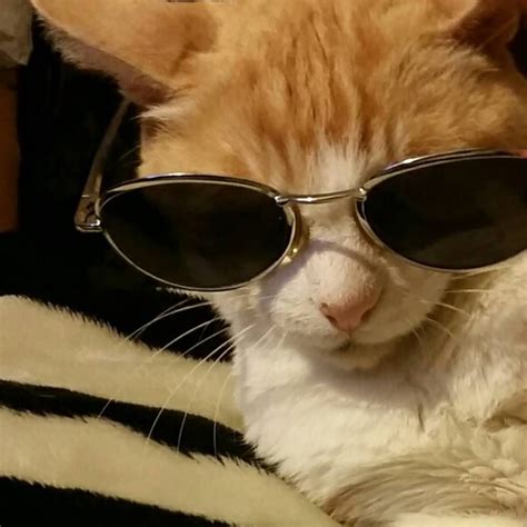 Zackhelsing 😕 Cat Aesthetic Cat Glasses Cat Sunglasses