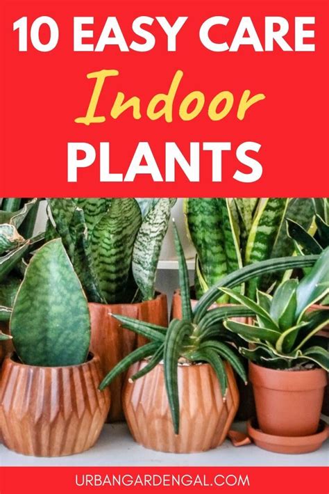 Easy Care Indoor Plants Here Are 10 Low Maintenance Houseplants That