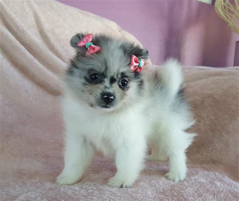 Las vegas chihuahua breeder.our puppies are raised inside of our home. Pomeranian Puppies For Sale | Las Vegas, NV #249174