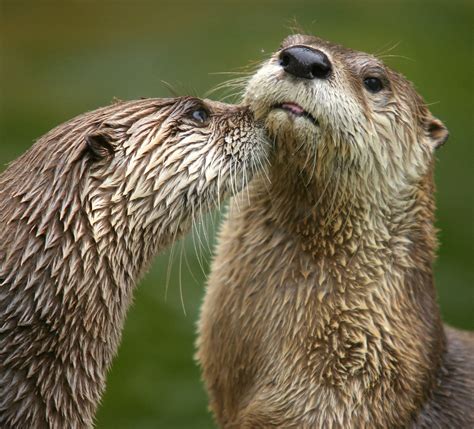 River Otter Rehabilitation In Missouri Missouris Natural Heritage