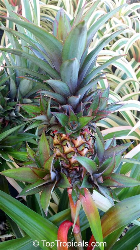 Ananas Mongo Ornamental Pineapple Growing Food Rare Plants Plants