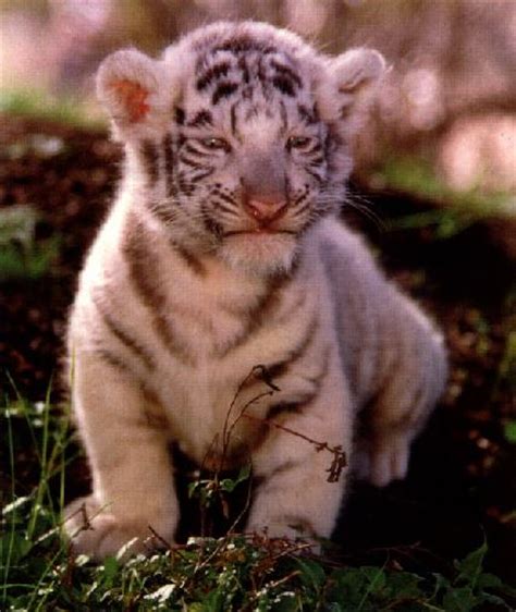 Tiger Cub Animal Cubs Photo 31306839 Fanpop