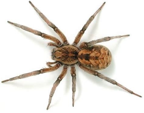 There are several methods you can use to ward off spiders from your home; 17 Best images about Wolf Spider on Pinterest | Not enough ...