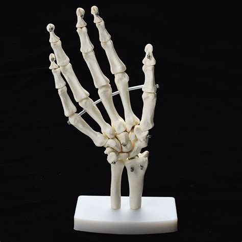 Human Hand Skeleton Model Mortem Lux Skeleton Model Human Hand