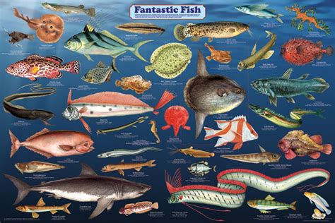 Tropical Fish Poster Sea Life Posters Pictures Prints Decor Fish