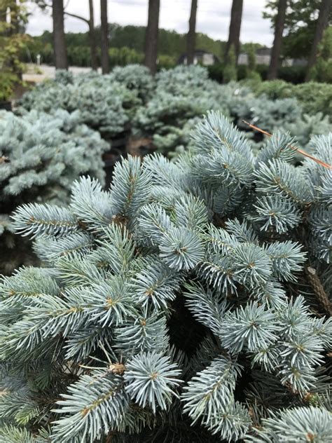 Spruce Blue Dwarf Colorado Picea Pungens ‘glauca Globosa