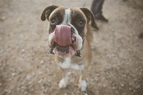 Boxer Dog Sticking Tongue Out With Peanut Butter Stock Image Image Of