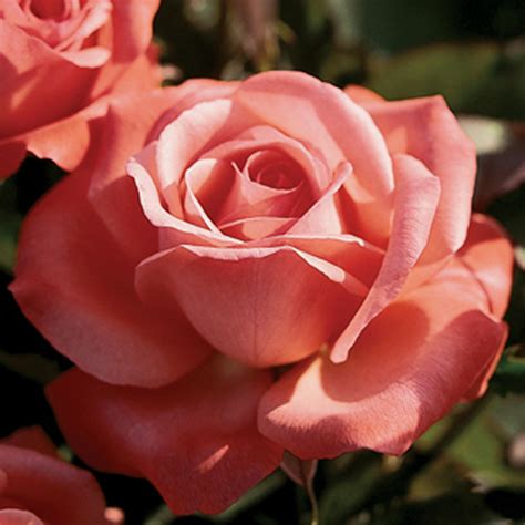 Peach Roses Cindy Gustafson Flickr