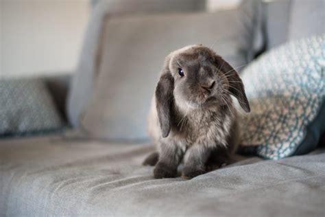 30 Cute Bunnies To Make You Smile — Adorable Bunny Pictures