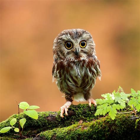 Cute Baby Owl Cute Owls Wallpaper Baby Owls Pet Birds