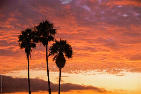 Palm Trees With Dramatic Sunset Sky Los Angeles Beach By Per Images