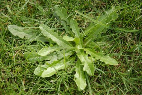 Common Types Of Household Weeds And How Damaging They Are