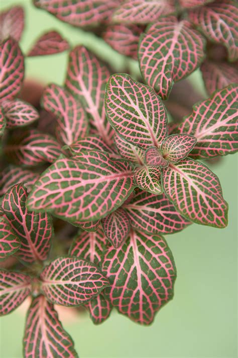 15 Pink Leaved Plants That Offer Subtle Color