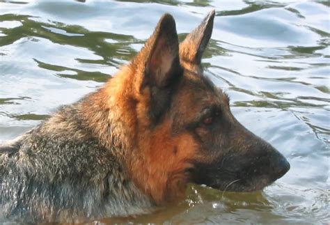 Can German Shepherds Swim Naturally Do They Like Water Bark How