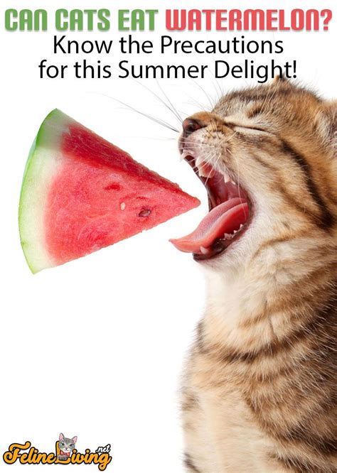 This article explores the benefits and risks of giving your cat with the popular summer fruit. FelineLiving.net in 2020 | Watermelon, Watermelon cat ...