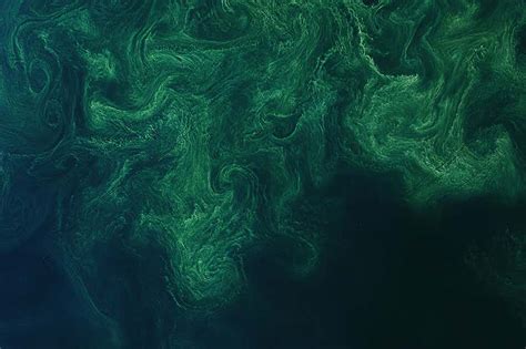 Beautiful Blooming Phytoplankton Create Swirling Art In The Baltic Sea