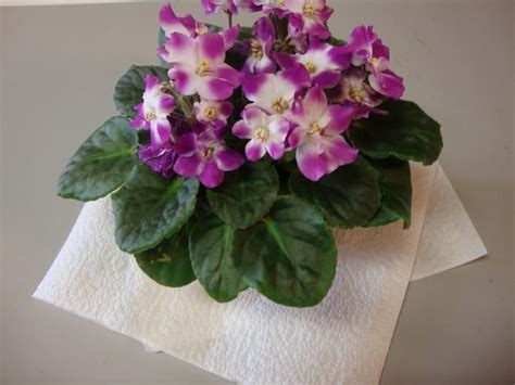 It should never be soggy. When you buy houseplants, especially African Violets, they ...