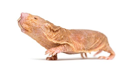 Why The Skin Of Naked Mole Rats Ages Slowly Lifespan Io