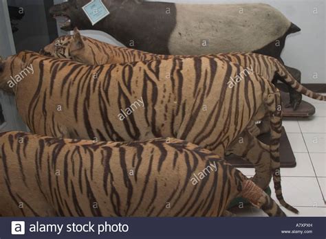 Known as the lost world of asia, indonesian islands has saved many rare animals that you can. Indonesia, Animals (stuffed), Confiscated Goods, Illegal ...