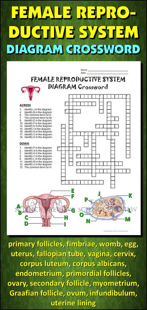 Female reproductive part of a flower that forms pistil. Female Reproductive System Crossword with Diagram (Google Slide, PDF & MS Word) | Hering