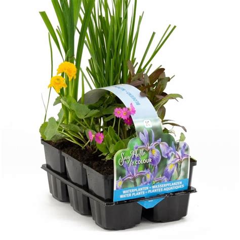Buy 6 Pack Flowering Pond Plants Flowering Pond Plants Delivery By