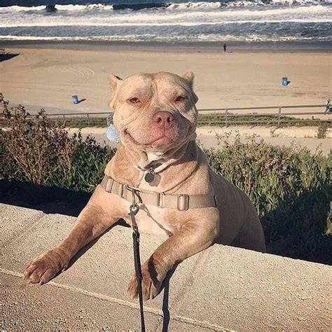 17 Best Images About Peace Love And Pitbulls On Pinterest