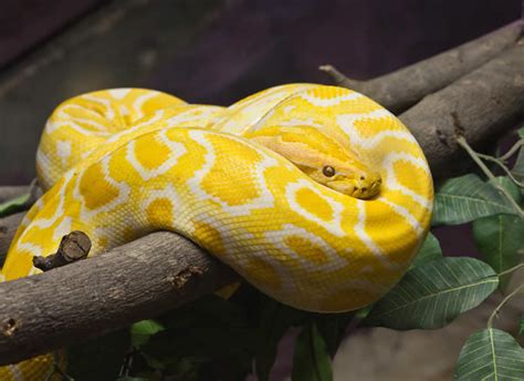 Info Burmese Python Care Sheet Reptile Centre