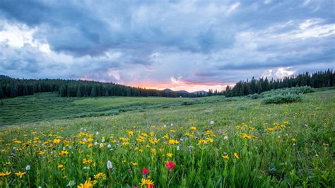 Hills And Flower Fields Wallpapers Wallpaper Cave