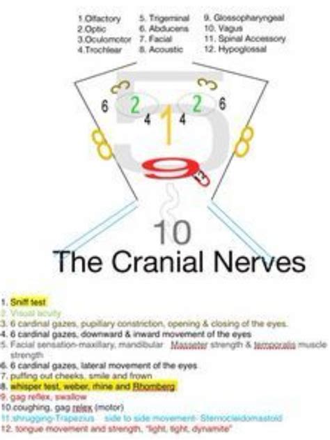 Cranial Nerve Face Drawing With Numbers At Getdrawings Free Download