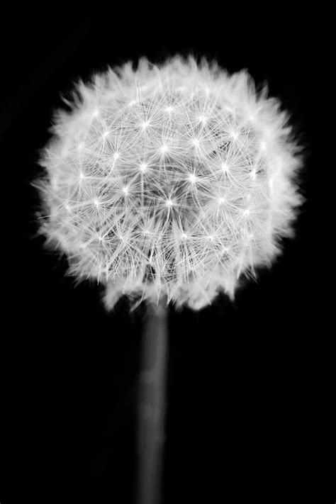 Black And White Dandelion Photograph By Jean Kelly Fine Art America