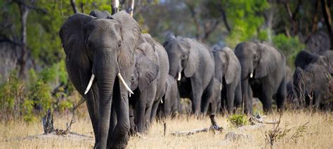 Botswana Safari Discover Africa Safaris
