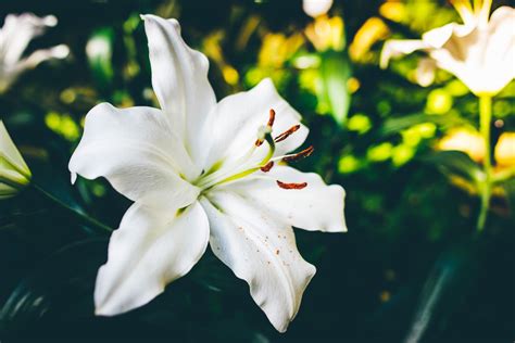 What Do White Lilies Symbolise Types Of White Lilies Their Meanings