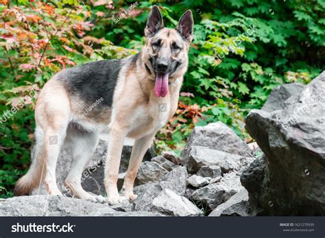 Are German Shepherds Good For Hiking