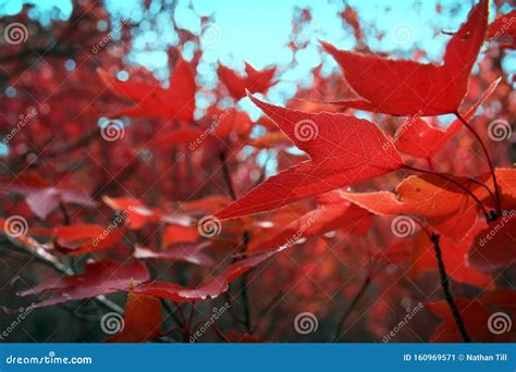 Autumn Leaves With Blurred Bokeh Background Stock Image Image Of