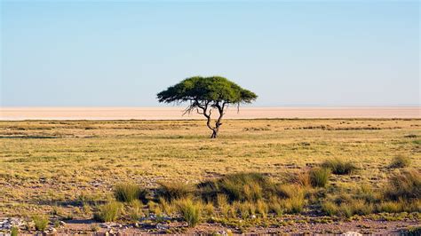 Serengeti Park Tanzania Savannah Two Lonely Trees Dry Grass Desktop