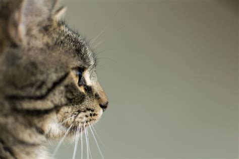 Side View Portrait Of Cat Free Stock Photo Libreshot Cats Pets