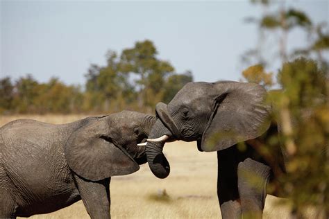 elephant affection photograph by robert atkins fine art america
