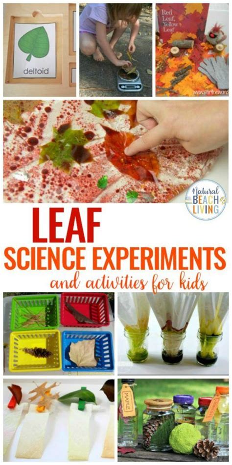 25 Leaf Science Experiments Activities And Sensory Ideas Natural