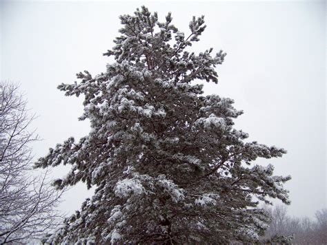 Evergreen Tree In Snow Free Stock Photo Public Domain Pictures