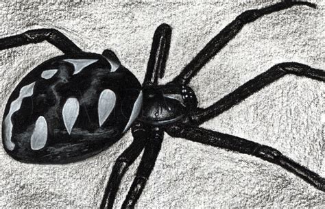How To Draw A Black Widow Spider Step By Step Drawing Guide By