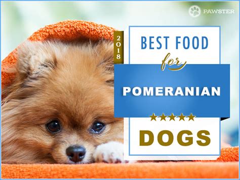 8 Best Pomeranian Dog Foods For Adult And Puppy Pomeranians