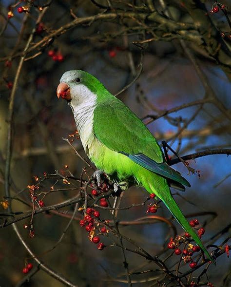 35 Best Images About Monk Parakeet On Pinterest Santiago Chili And