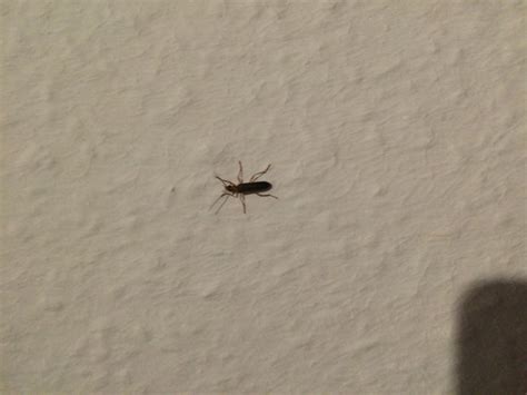 Von fenstern, türen über glas, beton und holz ist alles dabei. Was ist das für ein Käfer der da an meiner Wand hoch ...